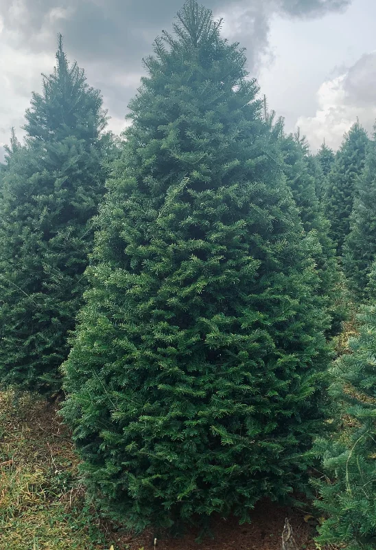 Real Christmas Trees Delivered 10 Foot Balsam Fir Christmas Tree