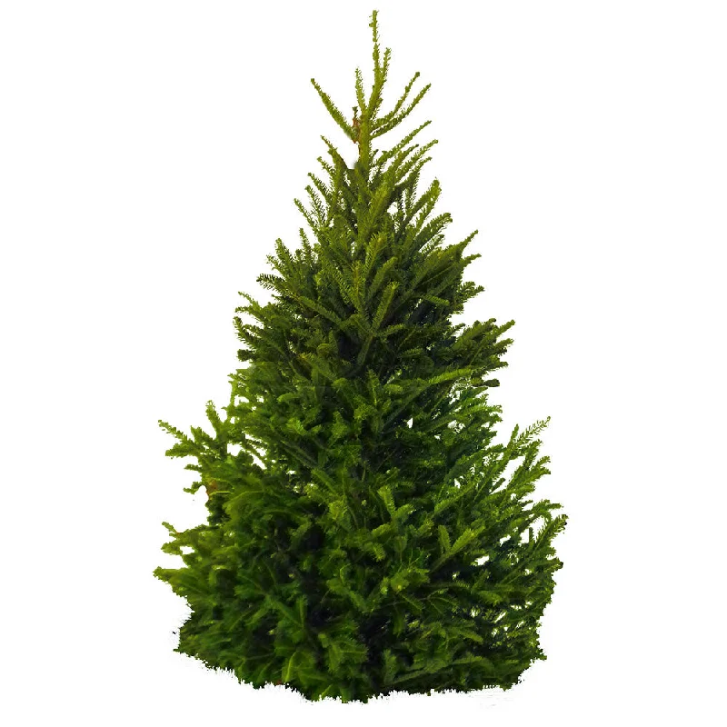 [For Sat 7 Dec] Fresh Cut Christmas Tree