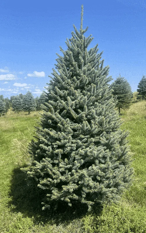 Blue Spruce Real Christmas Tree