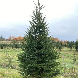 U-Cut Christmas Trees up to 8ft