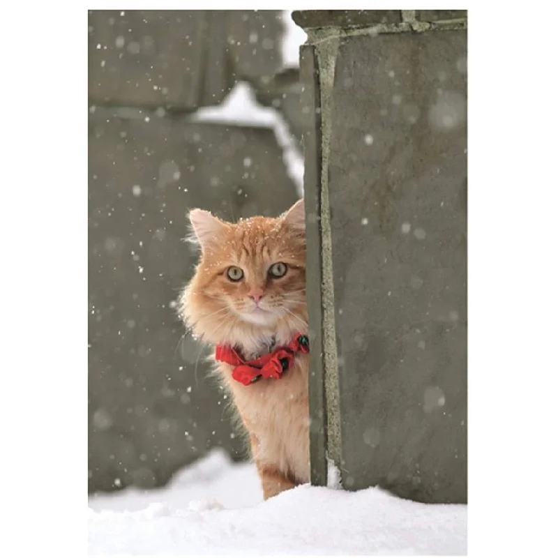 Ginger Cat in the Snow Boxed Christmas Cards