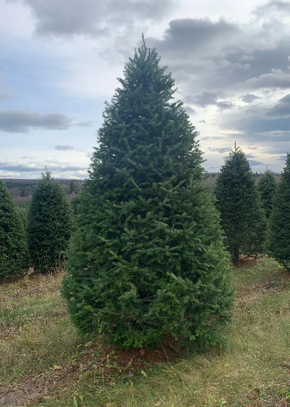 Real Christmas Trees Delivered 8 Foot Premium Balsam Fir Christmas Tree