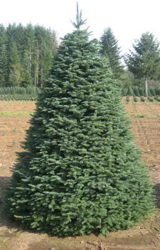 Real Christmas Tree Delivered 12 Foot Balsam Fir Christmas Tree