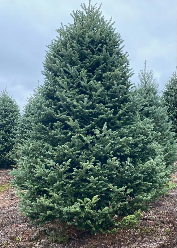 Real Christmas Trees Delivered 9 Foot Premium Balsam Fir Christmas Tree