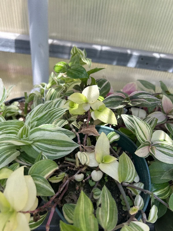 4" Tradescantia 'Wandering Dude' Yellow