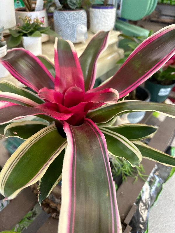 6" Neoregelia