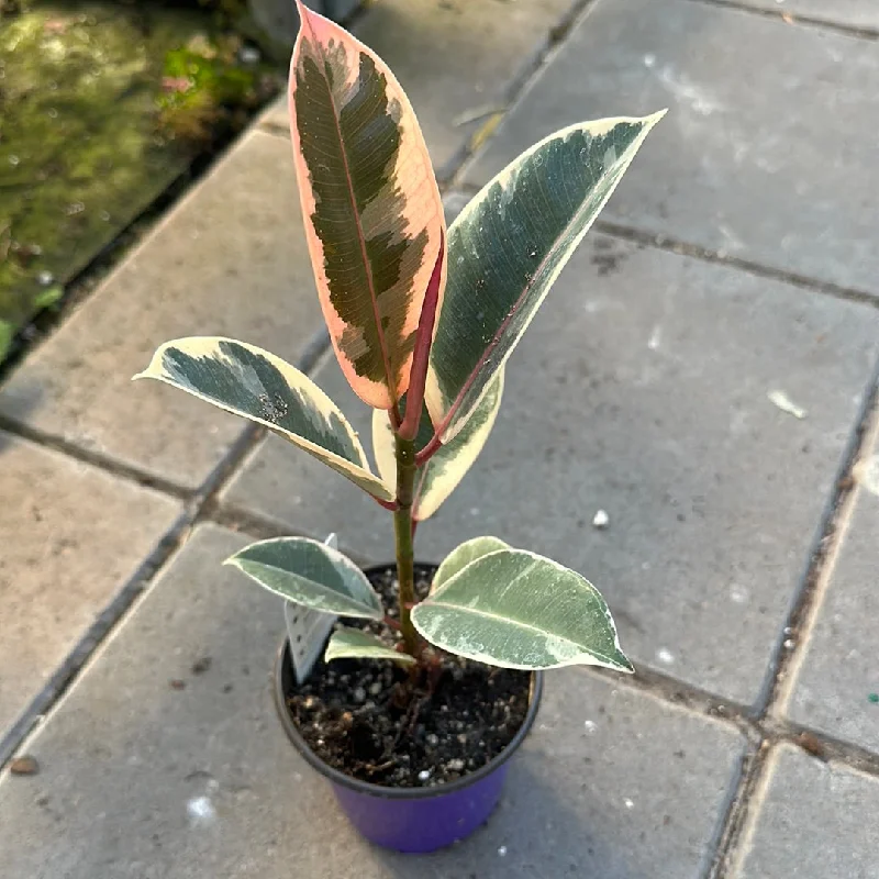 Ficus Tineke (White) Rubber Plant