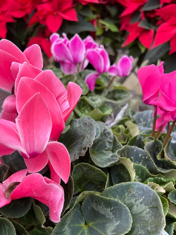 Potted Cyclamen